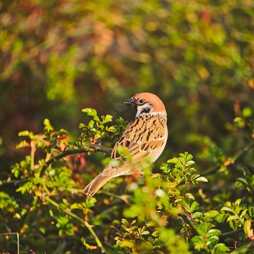 passer montanus  eurasian tree sparrow  sparrow