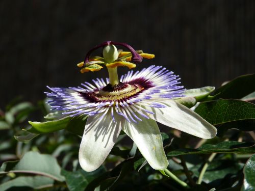 passiflora flower passion flower