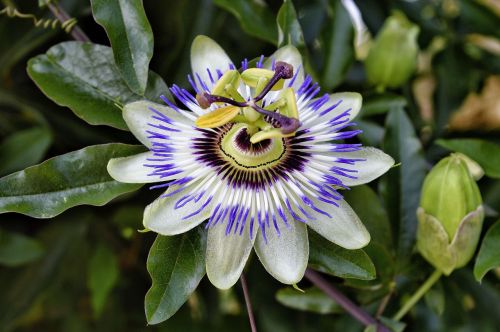 passiflora caerula passion flower