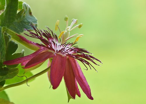 passiflora  passion flower  flower