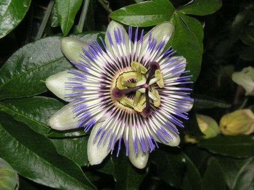 passiflora flowers nature