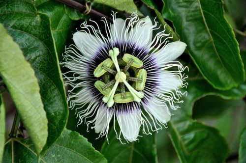 passiflora flowers nature