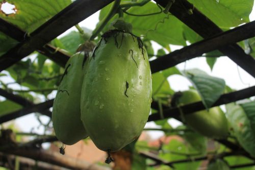 passiflora quadrangularis fruit fresh