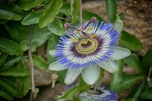 Blue Passionflower