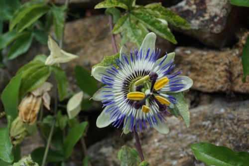 Blue Passion Flower