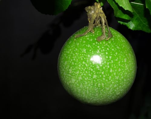 passion flower fruit