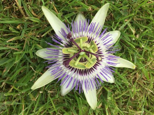 passiflora passion flower