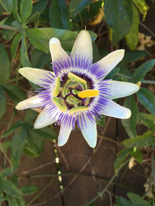 passion flower vine