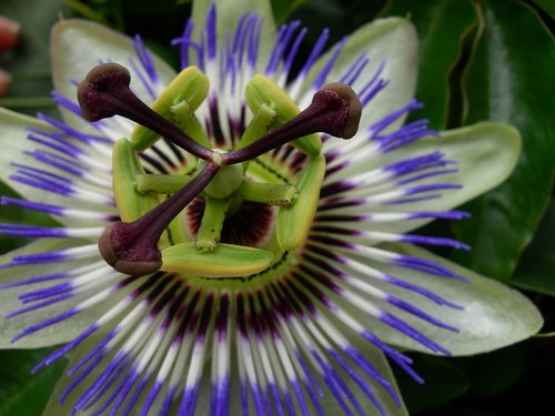 passion  flower  flowers