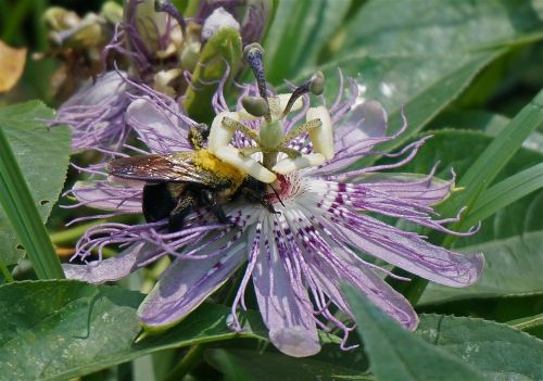 passion flower pollen-loaded bumblebee flower