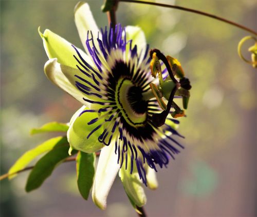 passion flower flower plant