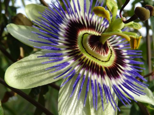 passion flower close white purple