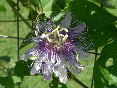 passion flower vine floral