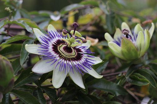 passion flower purple flower close