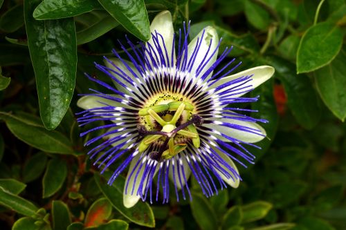 passion flower park flower