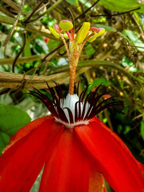 passion flower blossom bloom