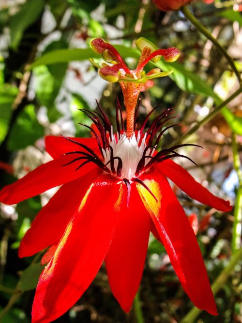 passion flower blossom bloom