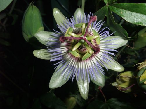 passion flower medicinal herb medicinal plant