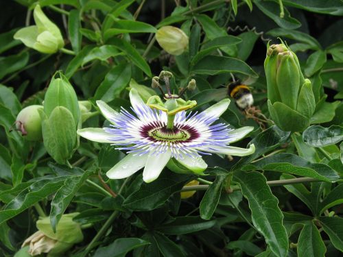 passion flower summer close up