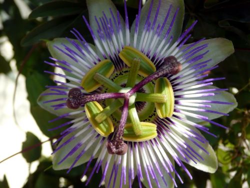 passion flower mediteran plant