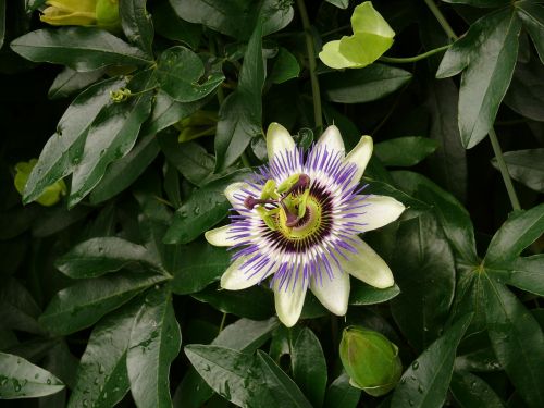 passion flower blossom bloom