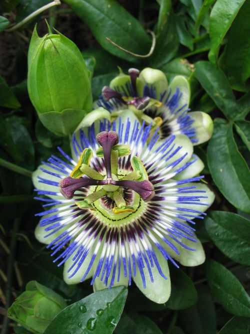 passion flower summer blossom