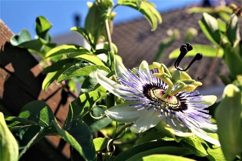 passion flower blossom flower