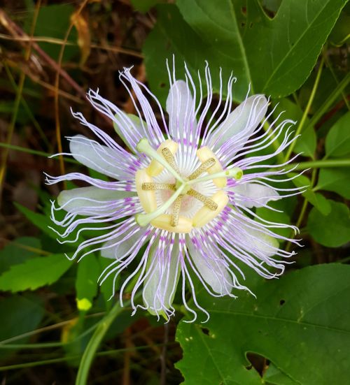 passion flower vine flower