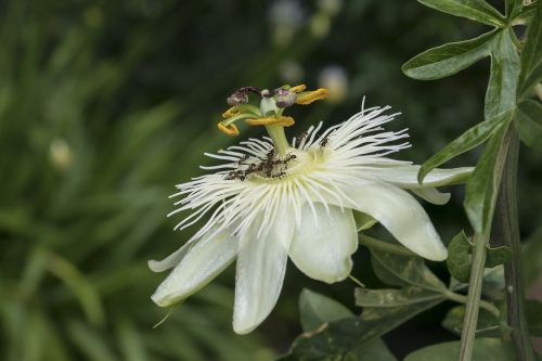 passion flower passiflora blossom