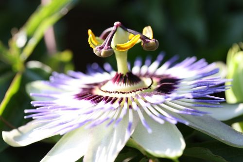 passion flower flower exotic