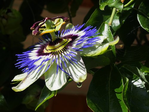 passion flower  beauty  flowers