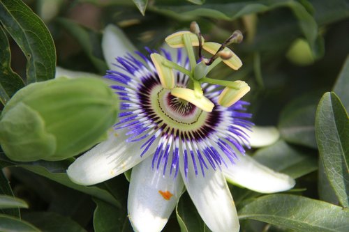 passion flower  mediteran  plant