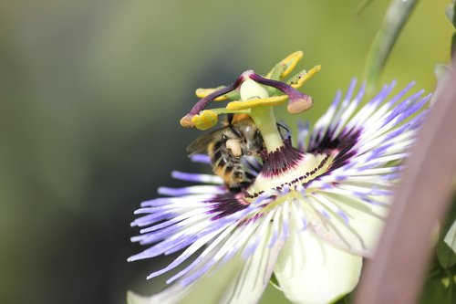 passion flower  bee  nature