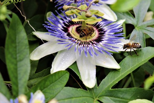 passion flower  bees  blue and white