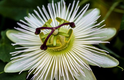 passion flower flower blossom