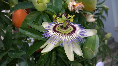 passion flower blossom bloom