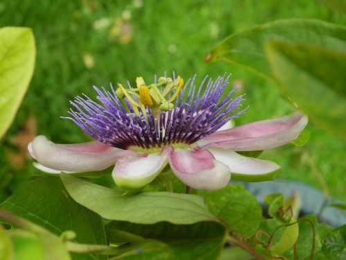 passion flower blossom bloom