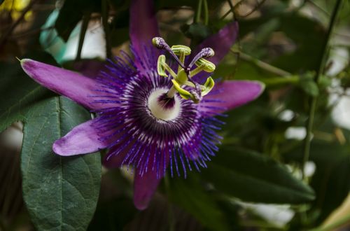 passion flower flower plant