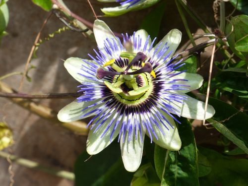 passion flower summer garden