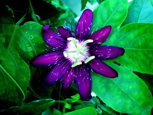 passion flower flower blossom