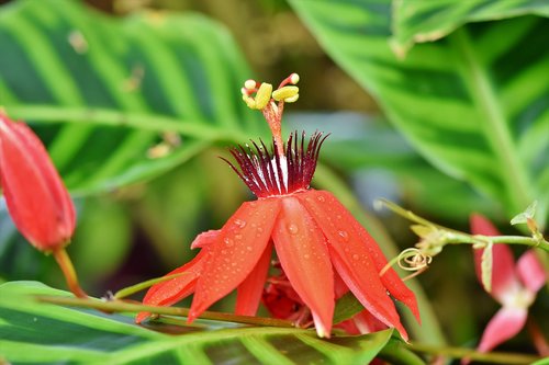 passion flowers  passiflora  passion flower