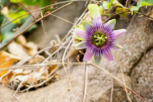 passion flowers passiflora flower