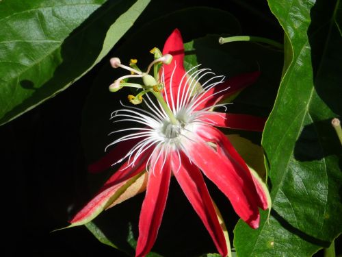 passion fruit flower reproducão