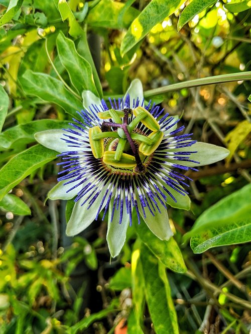 passion fruit  flower  green