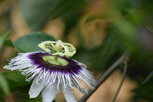 passion fruit  flower  flourish