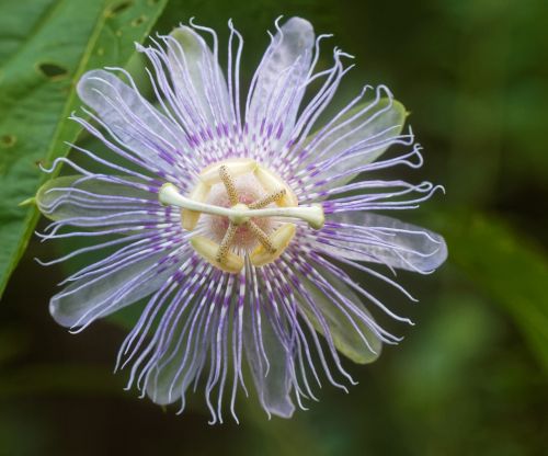 passion vine flower passiflora