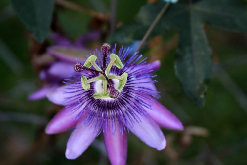 passion vine flower purple