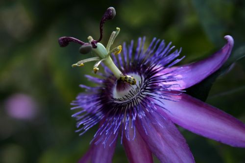passion vine flower purple