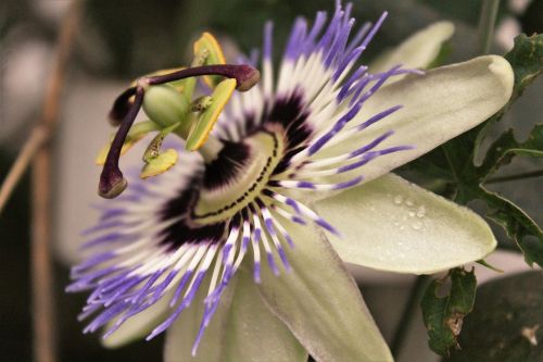 passionflower nature passiflora