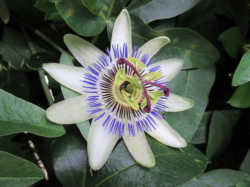 passionflower white flower star